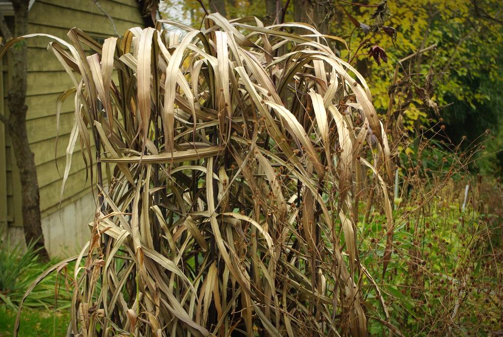 Pennisetum vertigo deals